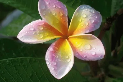 fleur de tiarÃ©