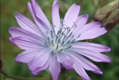 fleur