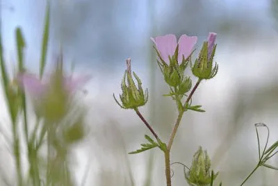althaea