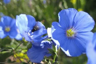 fleurs de montagne