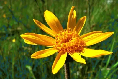 fleur