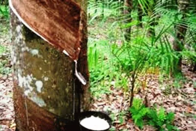 Colheita de LÃ¡tex