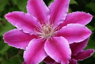 Clematis jigsaw puzzle