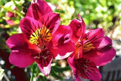 fleurs: alstromÃ©ria jigsaw puzzle