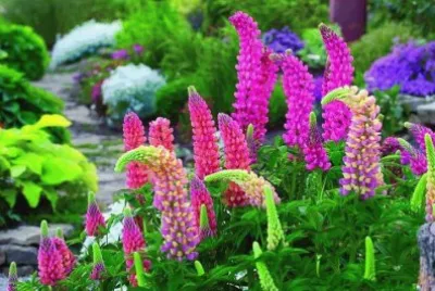 fleurs: lupins jigsaw puzzle