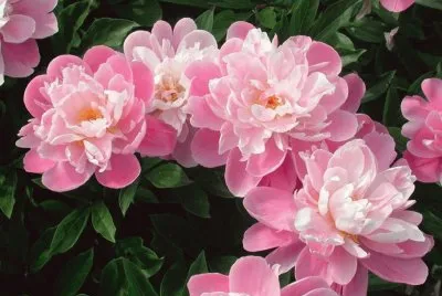 fleurs: pivoines jigsaw puzzle