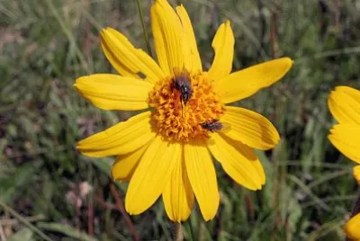 arnica jigsaw puzzle