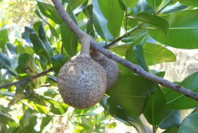 mamey