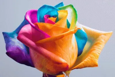 Rainbow Rose