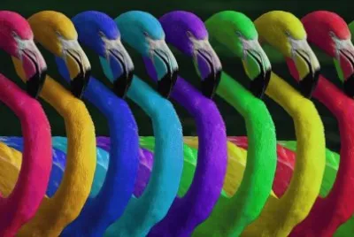 Flamingo 's in different colors