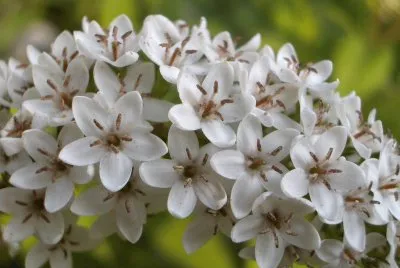 lysimaque jigsaw puzzle