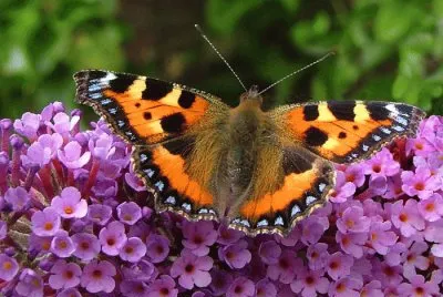 buddleia