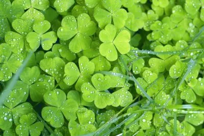 Clover jigsaw puzzle