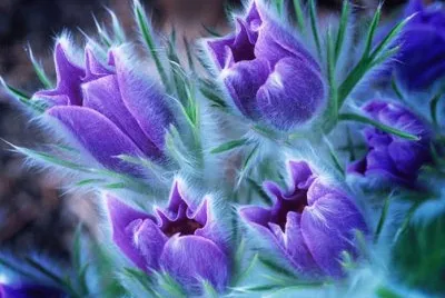 Flower fantasy