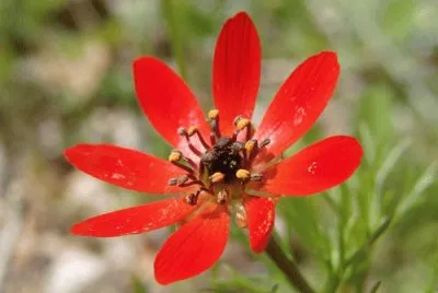 adonis flammea