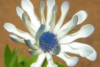 Dimorphotheca Flower  Uganda