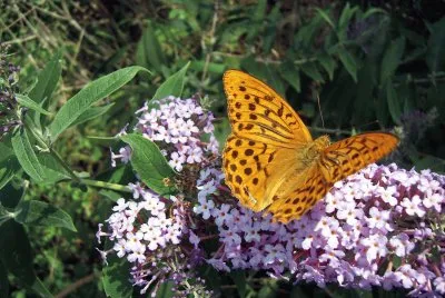 papillon
