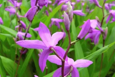 orchidÃ©e-jacinthe