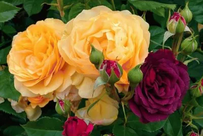 Roses jigsaw puzzle
