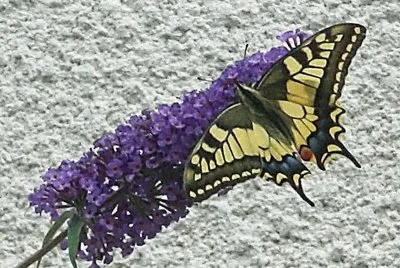 buddleia
