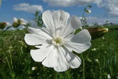 silene jigsaw puzzle