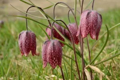 fritilaire pintade jigsaw puzzle