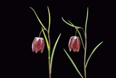 fritilaire pintade jigsaw puzzle