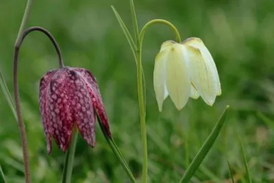 fritilaire pintade jigsaw puzzle