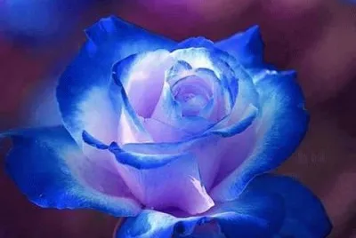 - rosa jigsaw puzzle