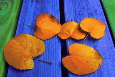 autumn-56 jigsaw puzzle
