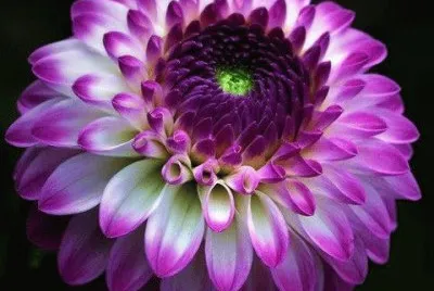 Dahlia jigsaw puzzle