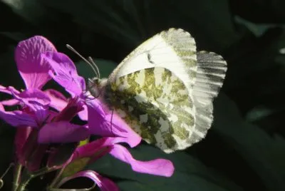 papillon