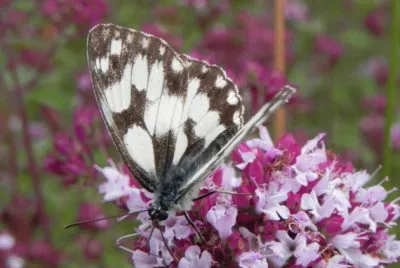 papillon