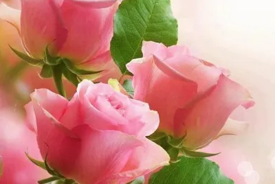 flores