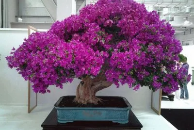 bonsai