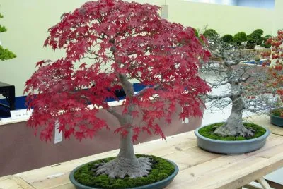 bonsai