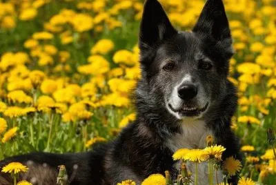 cÃ£o