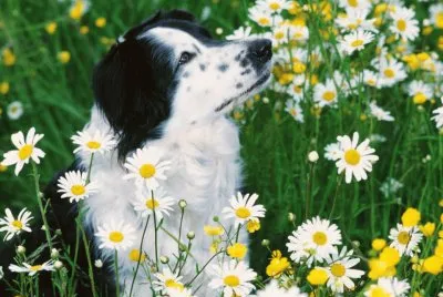 cÃ£o