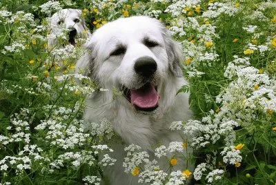 cÃ£o