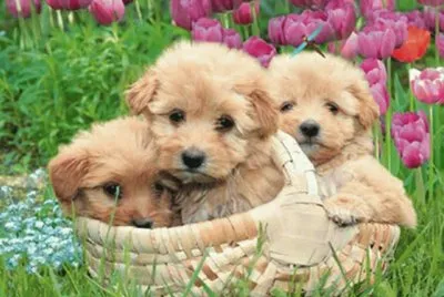 cÃ£o