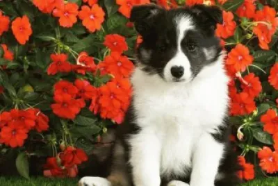 cÃ£o
