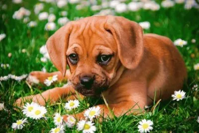 cÃ£o