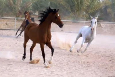 cavalos