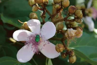 flor