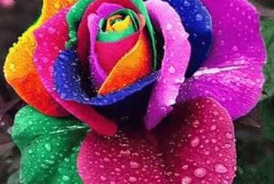 Rosa