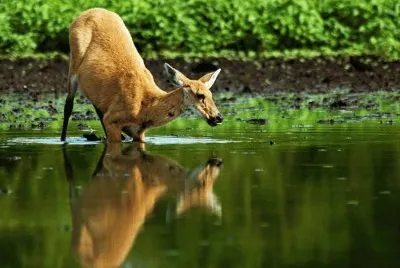 Cervo do Pantanal