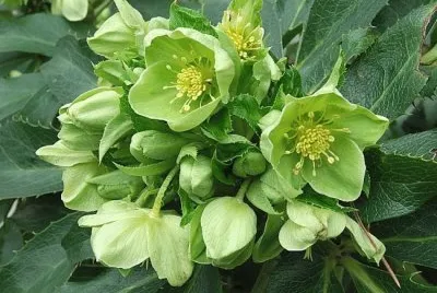 hellebore