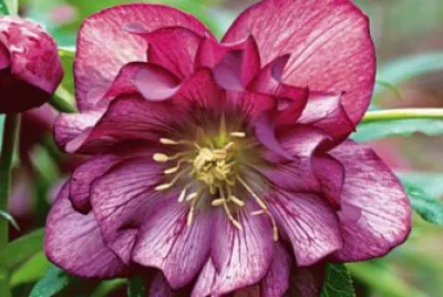 fleur