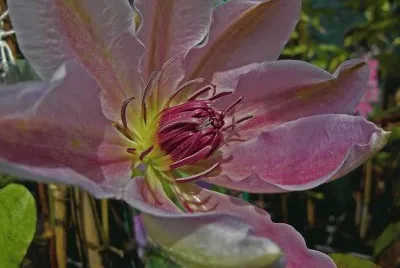 fleurs: clÃ©matites