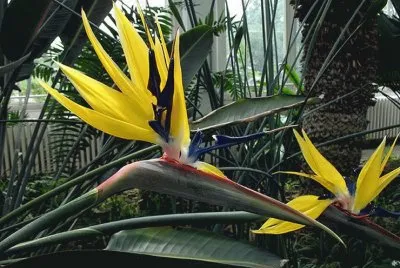 fleurs: Strelitzia_reginae